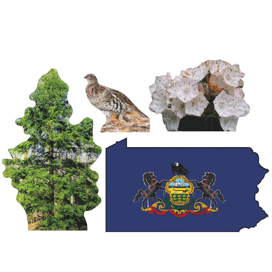 Pennsylvania State Tree Flower Bird Cardboard Cutout