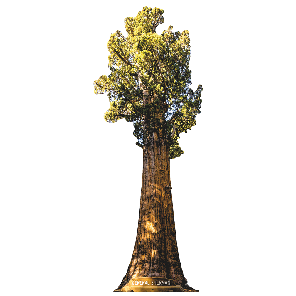 General Sherman Giant Sequoia Tree Cardboard Cutout