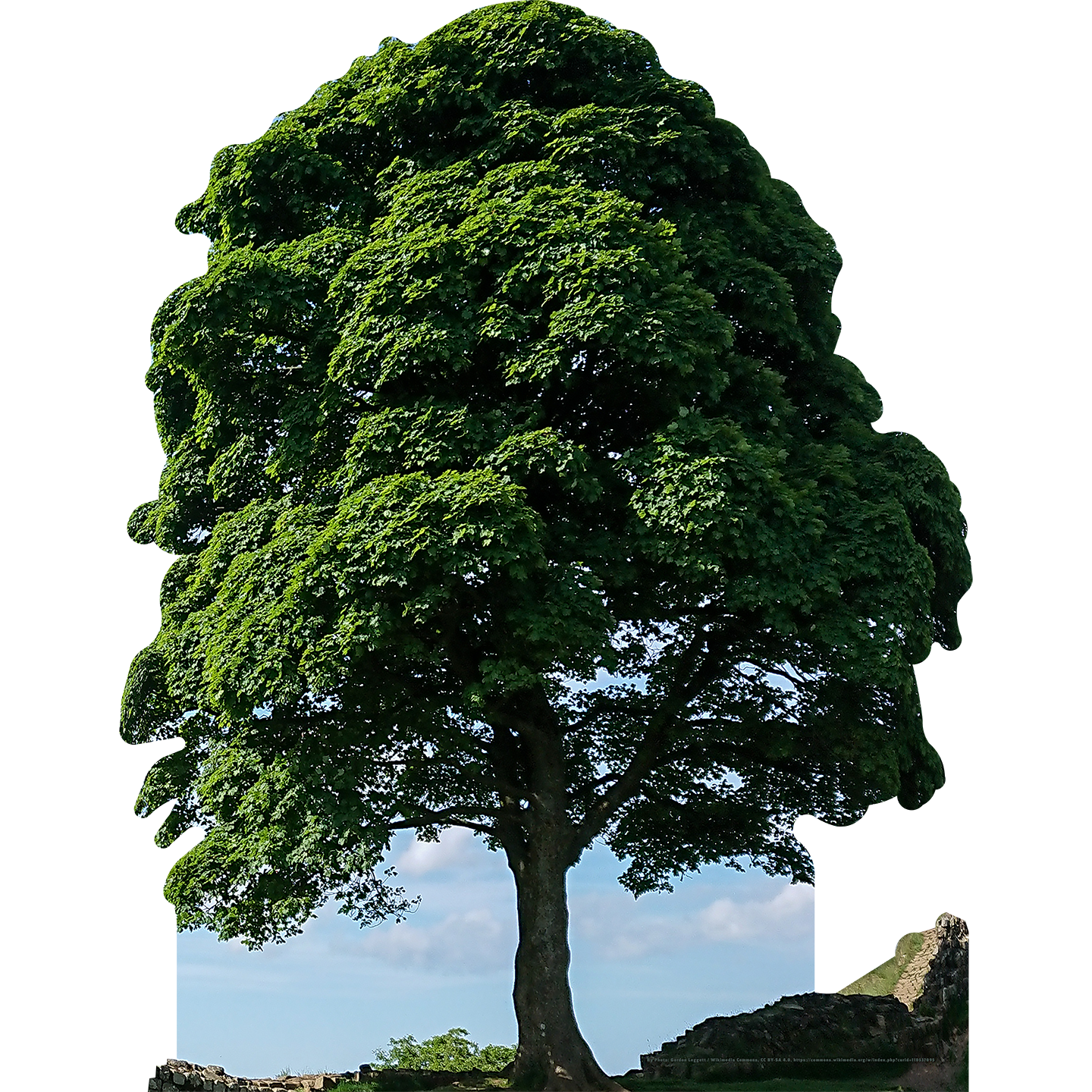 Hadrian's Wall Sycamore Gap Tree Cardboard Cutout