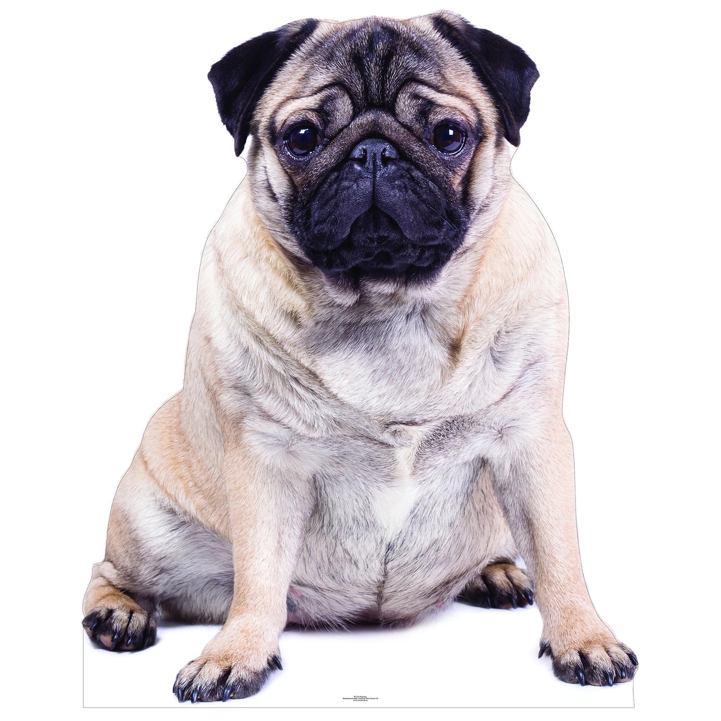 Pug Dog Cardboard Cutout
