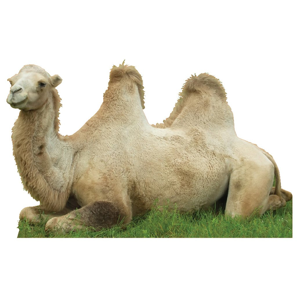 Camel Resting Cardboard Cutout