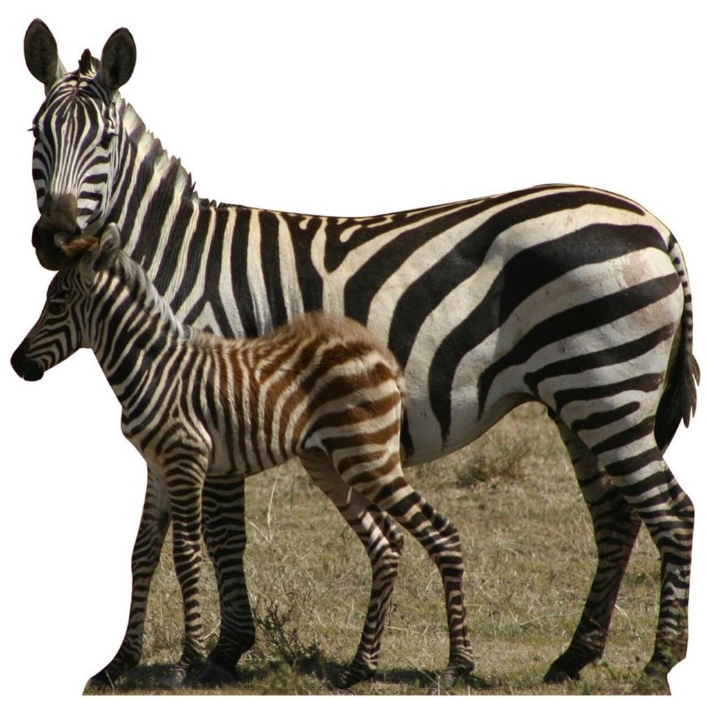 Zebras Cardboard Cutout