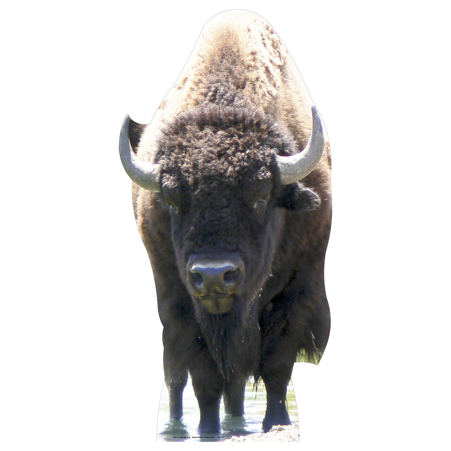 Buffalo Cardboard Cutout