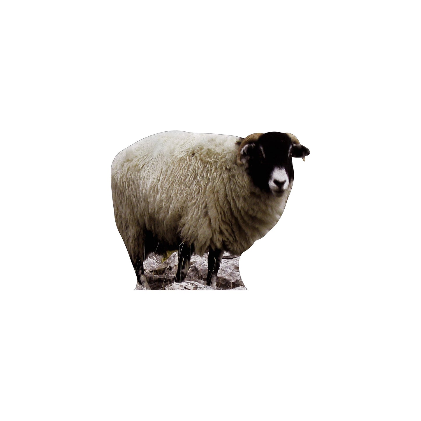 Sheep Cardboard Cutout