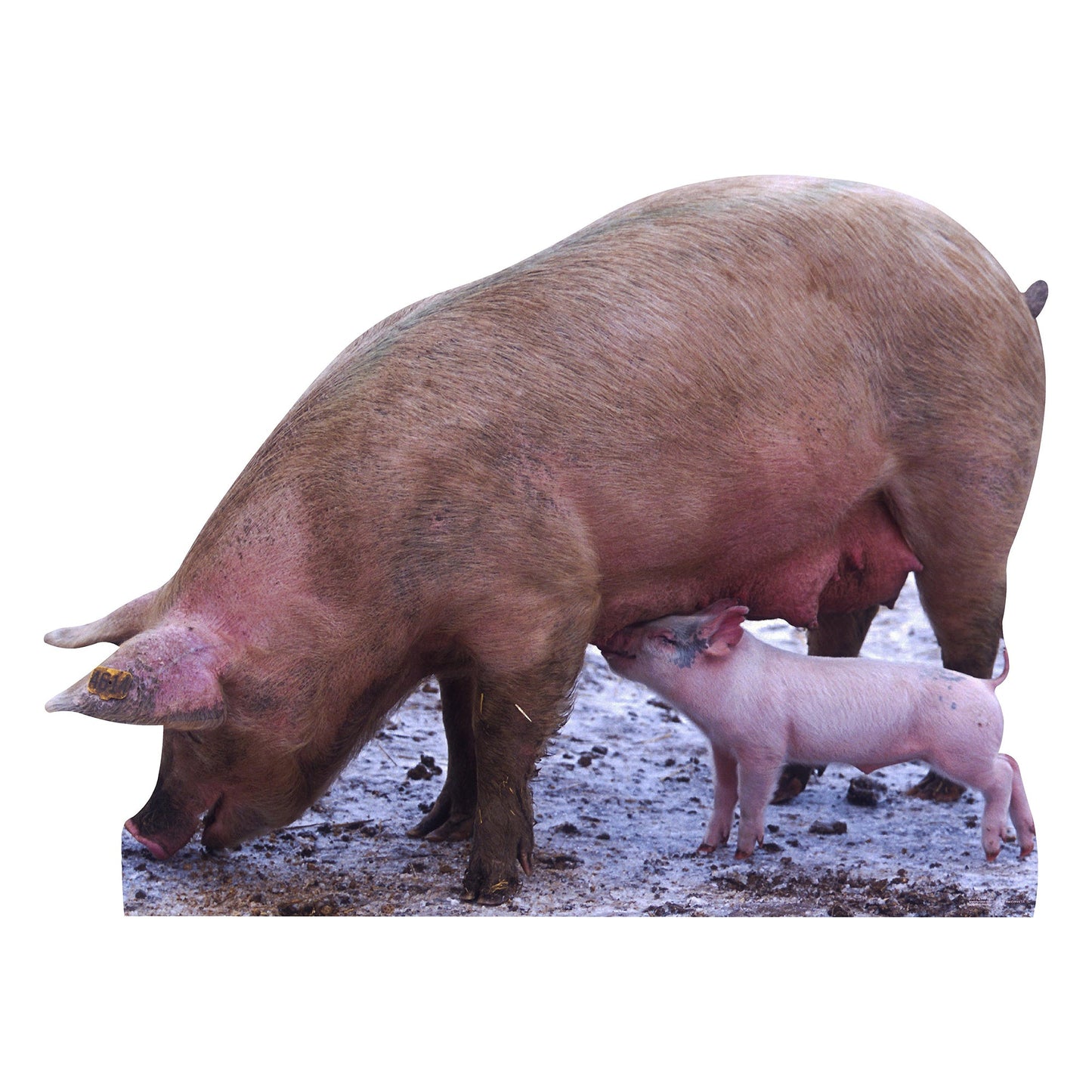 Pig With Piglet Cardboard Cutout