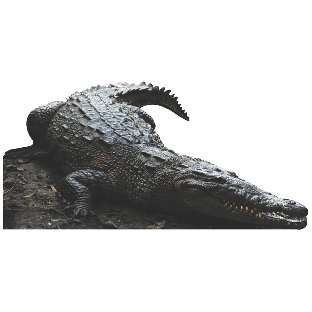 American Crocodile Cardboard Cutout