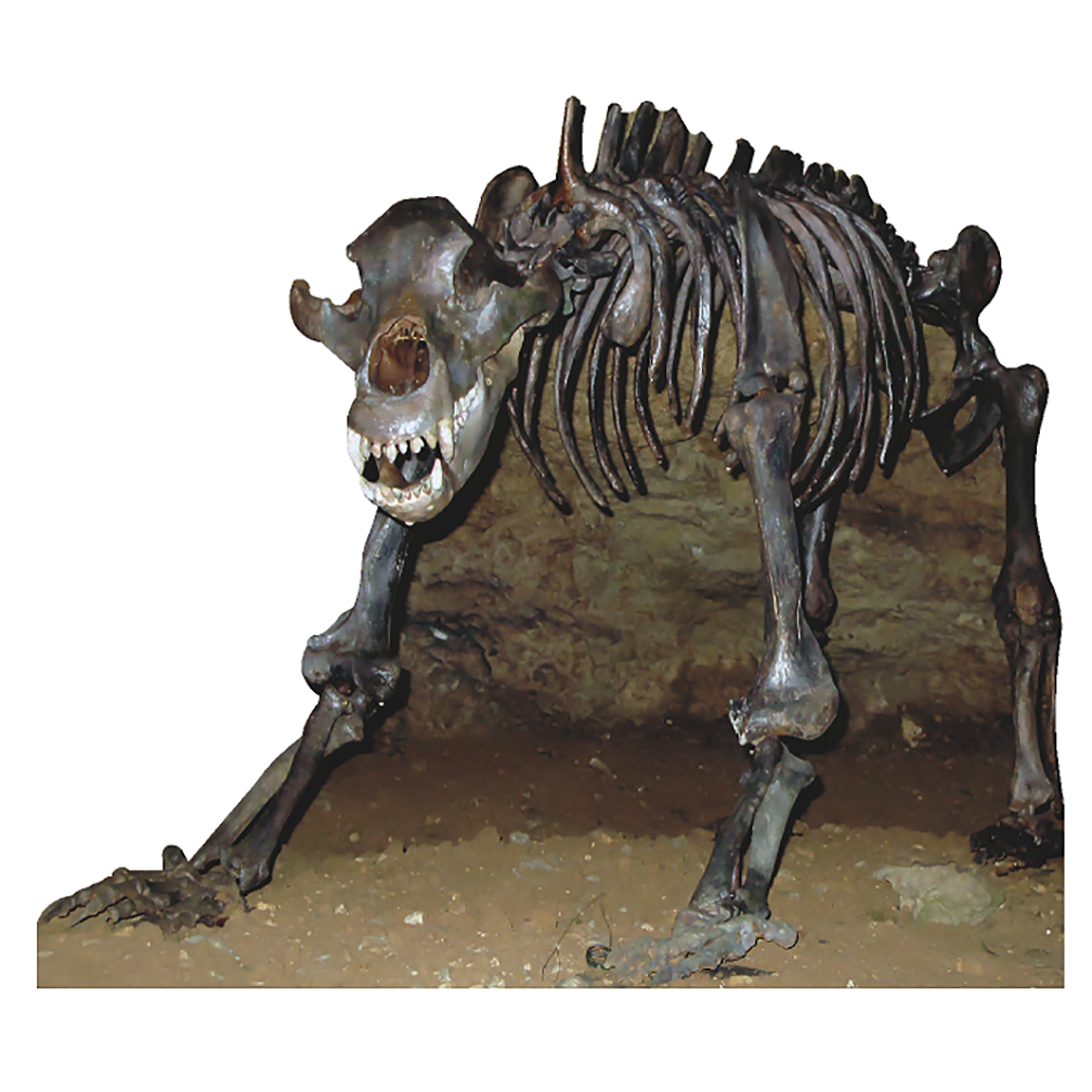 Cave Bear Skeleton Cardboard Cutout