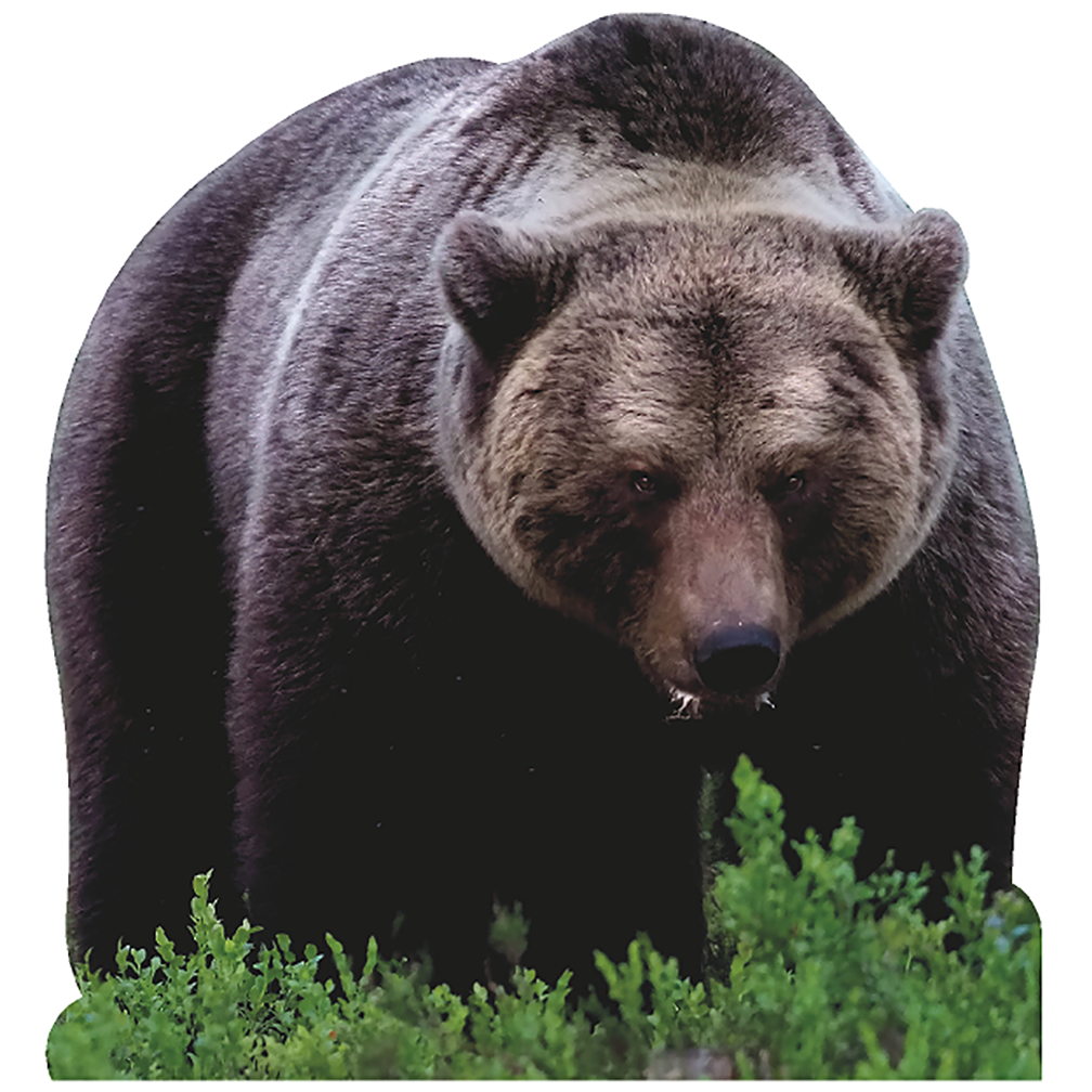 Pouncing Brown Bear Cardboard Cutout