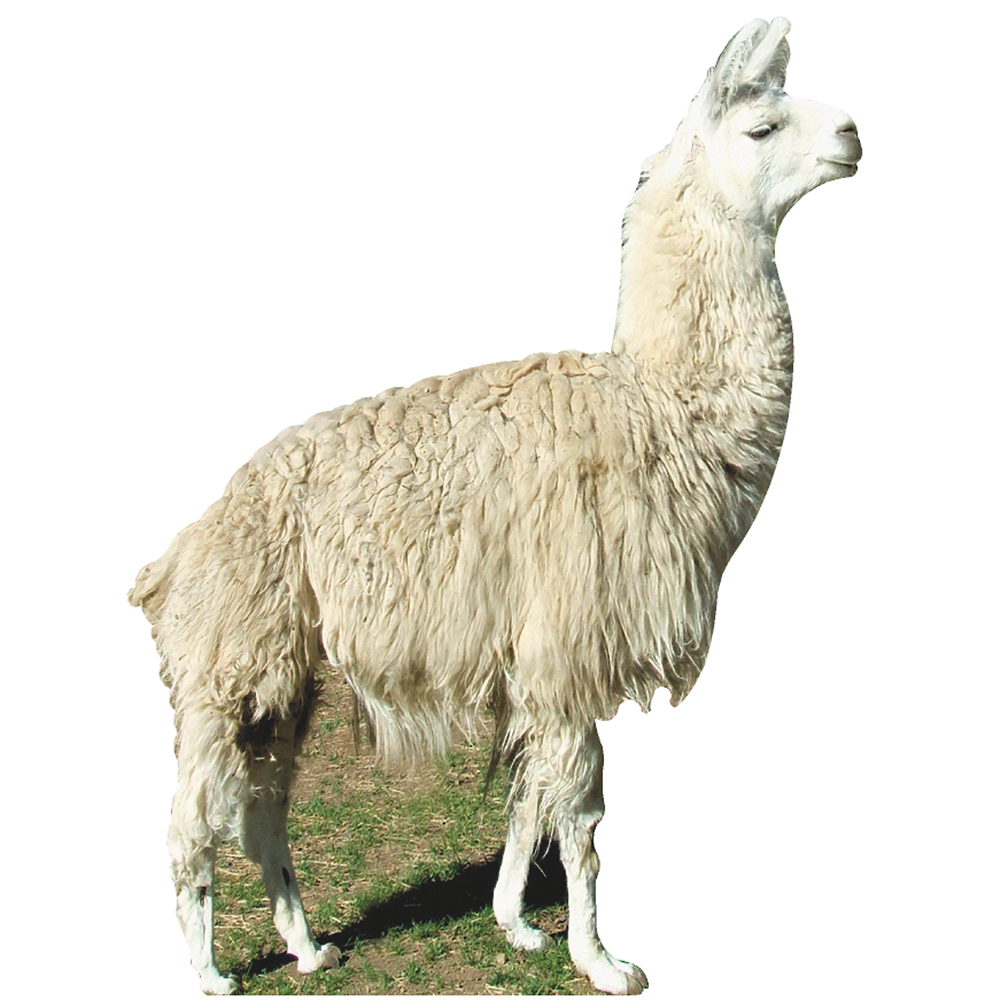 Llama Cardboard Cutout