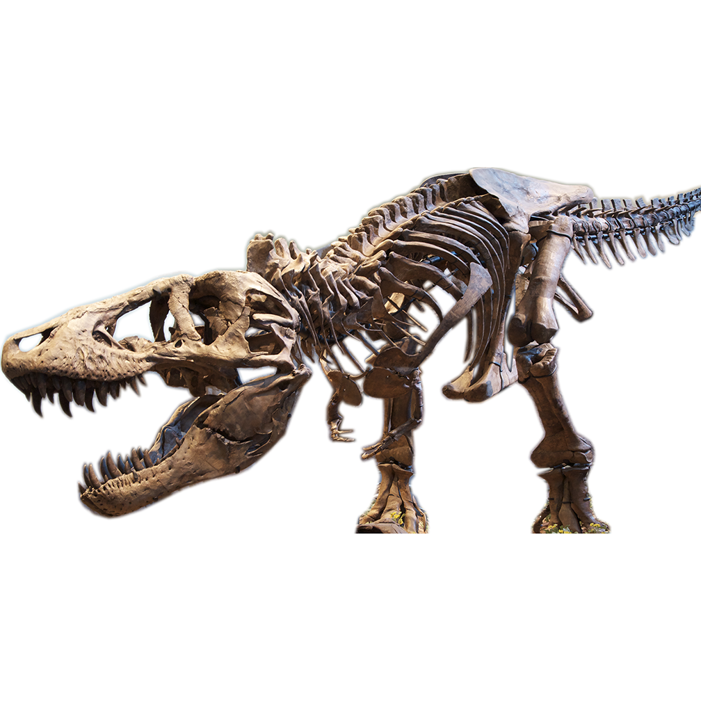 Tyrannosaurus Rex Cardboard Cutout