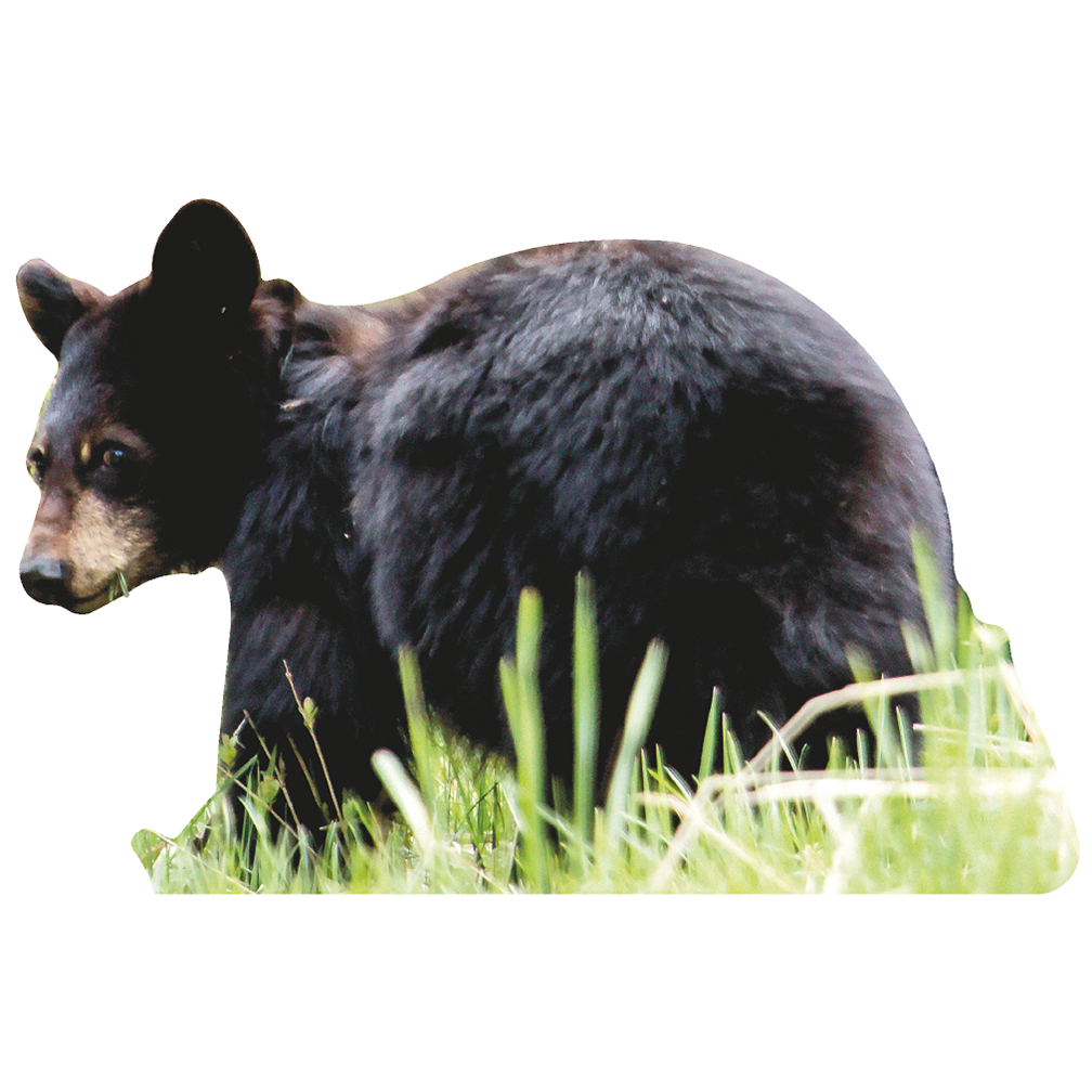 Black Bear Cub Cardboard Cutout