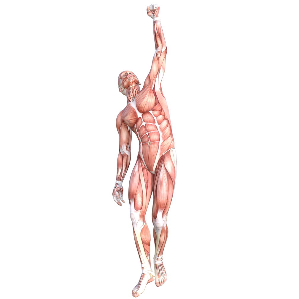 Anatomy Muscular System Cardboard Cutout