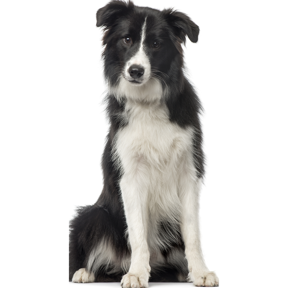 Border Collie Cardboard Cutout