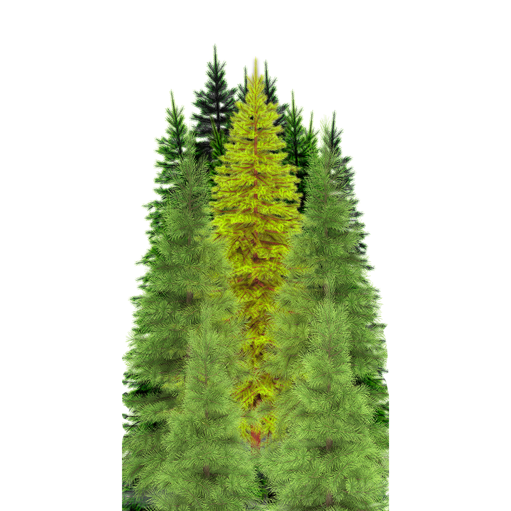 Tree Group Forest Cardboard Cutout