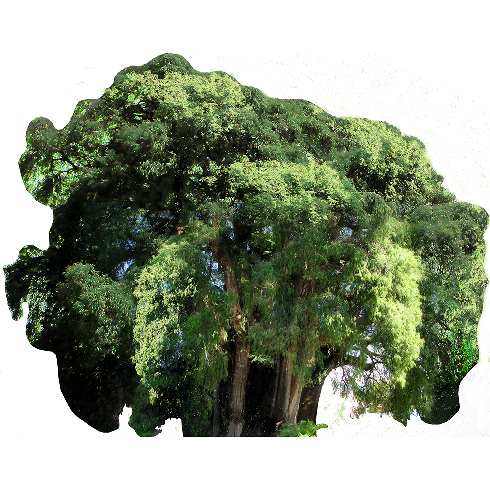 Arbol del Tule Tree Most Famous Trees Cardboard Cutout