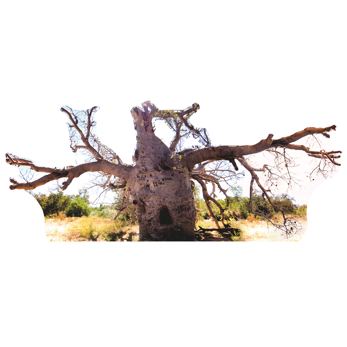Boab Prison Tree Most Famous Trees Cardboard Cutout