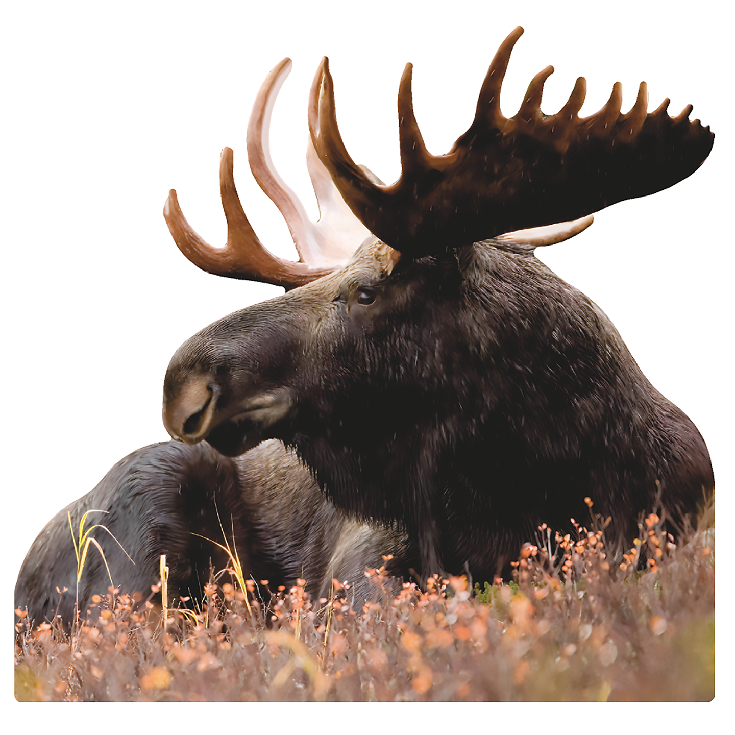 Bull Moose Laying Cardboard Cutout