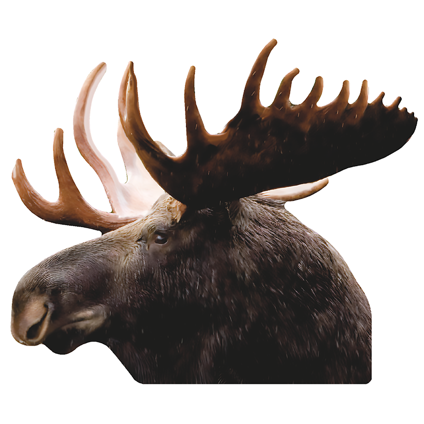 Moose Head Facing Left Cardboard Cutout