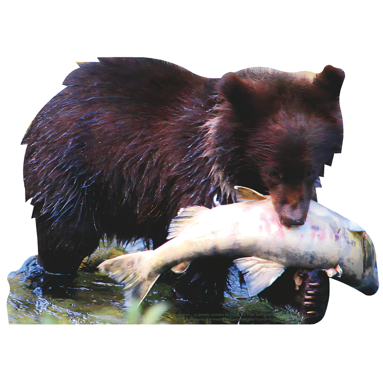Bear Cub Water with Salmon Alaska Animal Cardboard Cutout