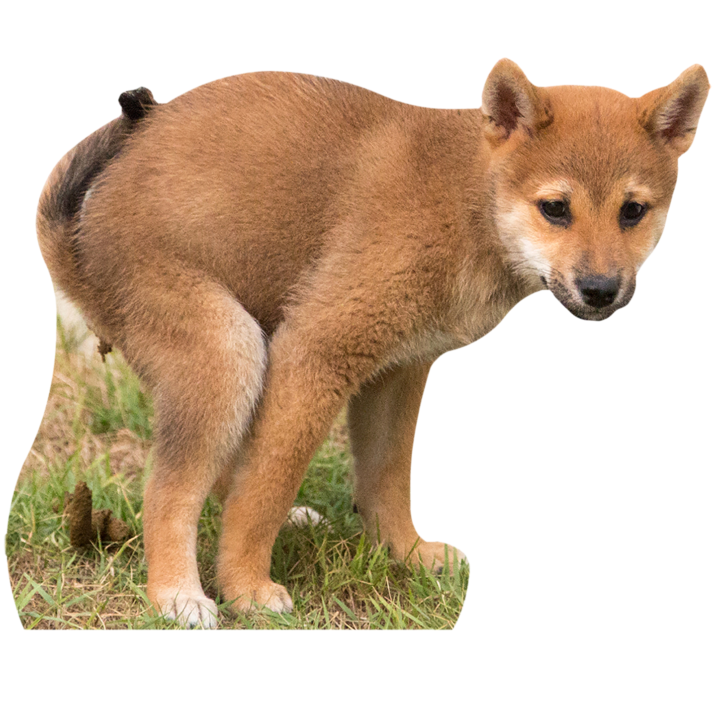Dog Pooping Cardboard Cutout