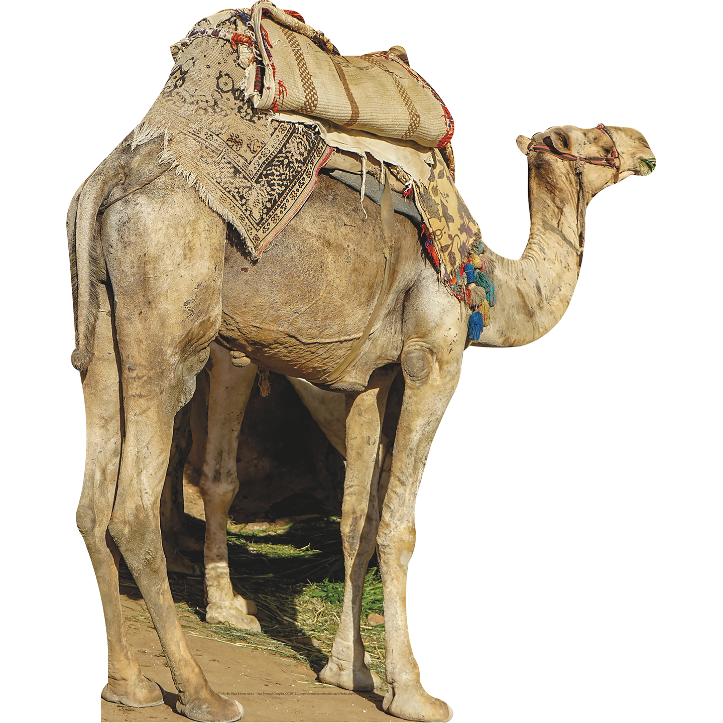 Camel With Saddle Cardboard Cutout