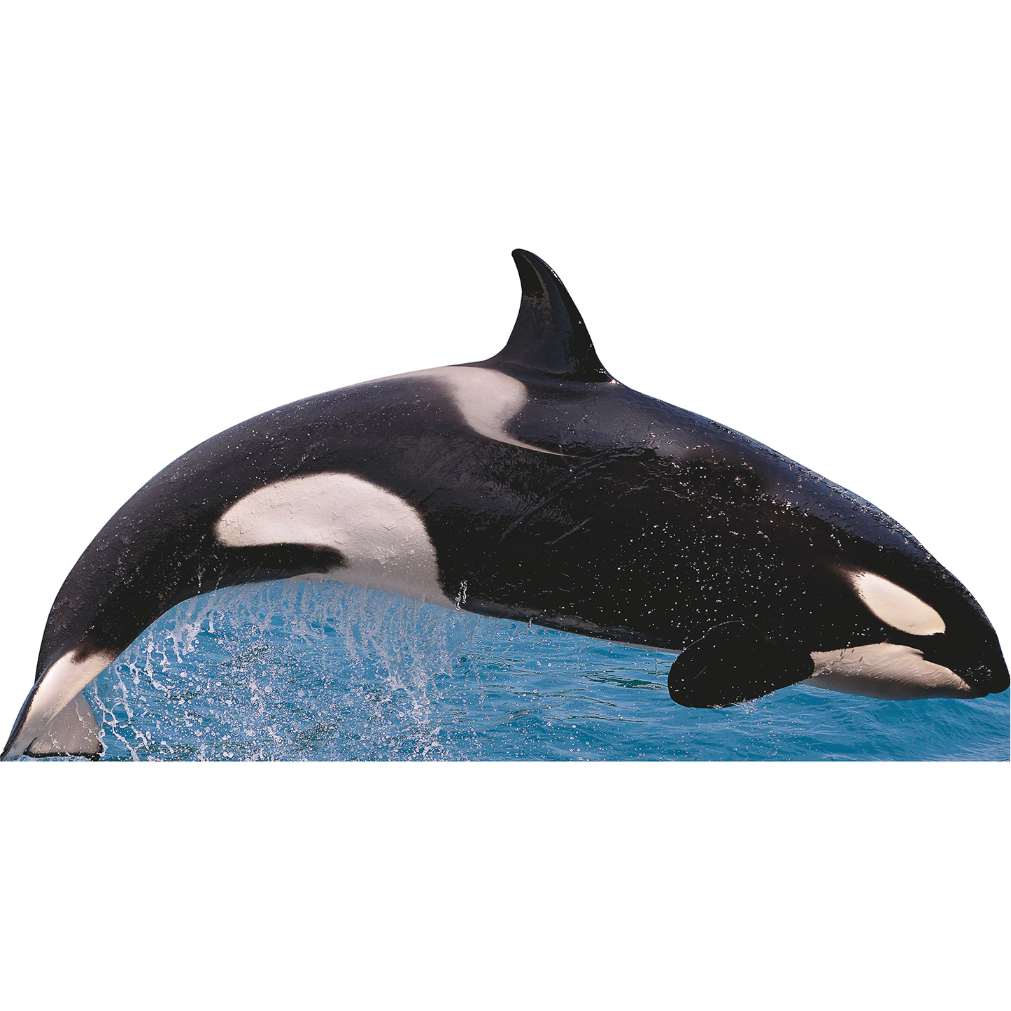 Killer Whale Free Jump Wide Cardboard Cutout