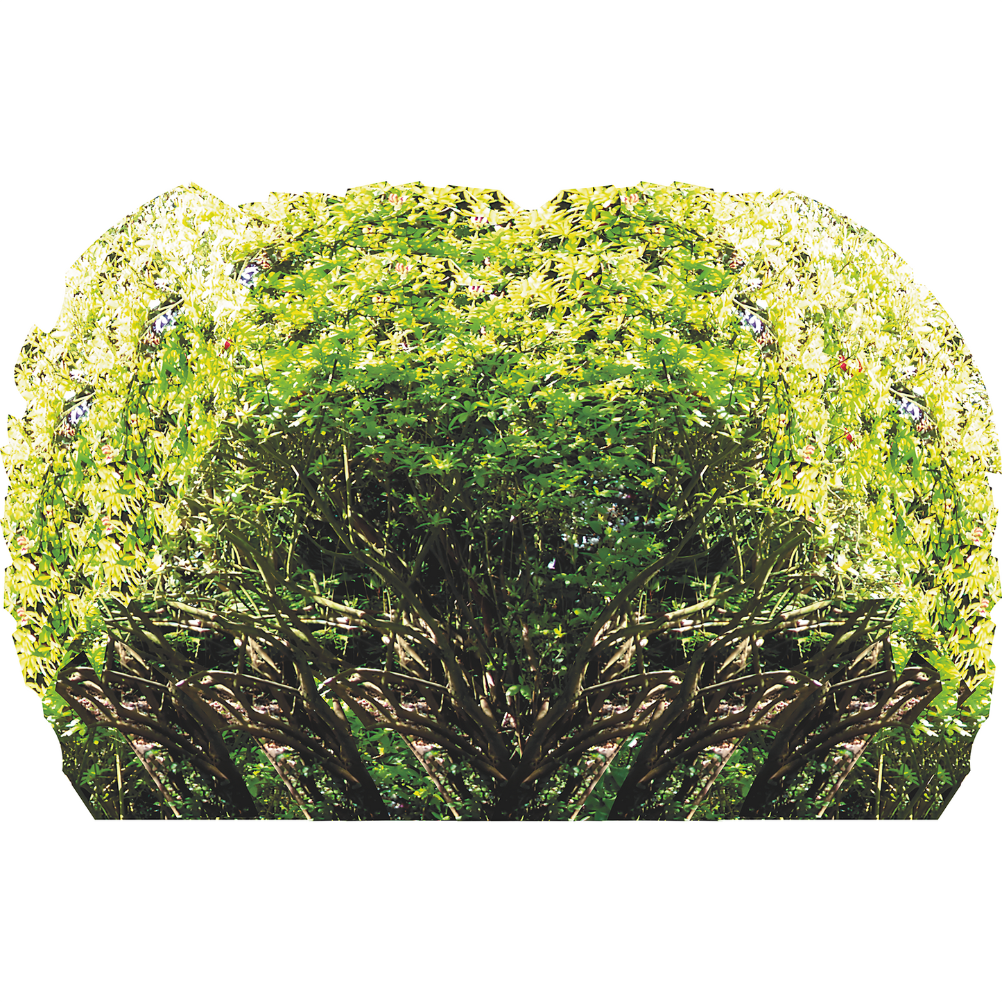 Rhododendron Garden Bush Shrub Shrubbery Forest Cardboard Cutout