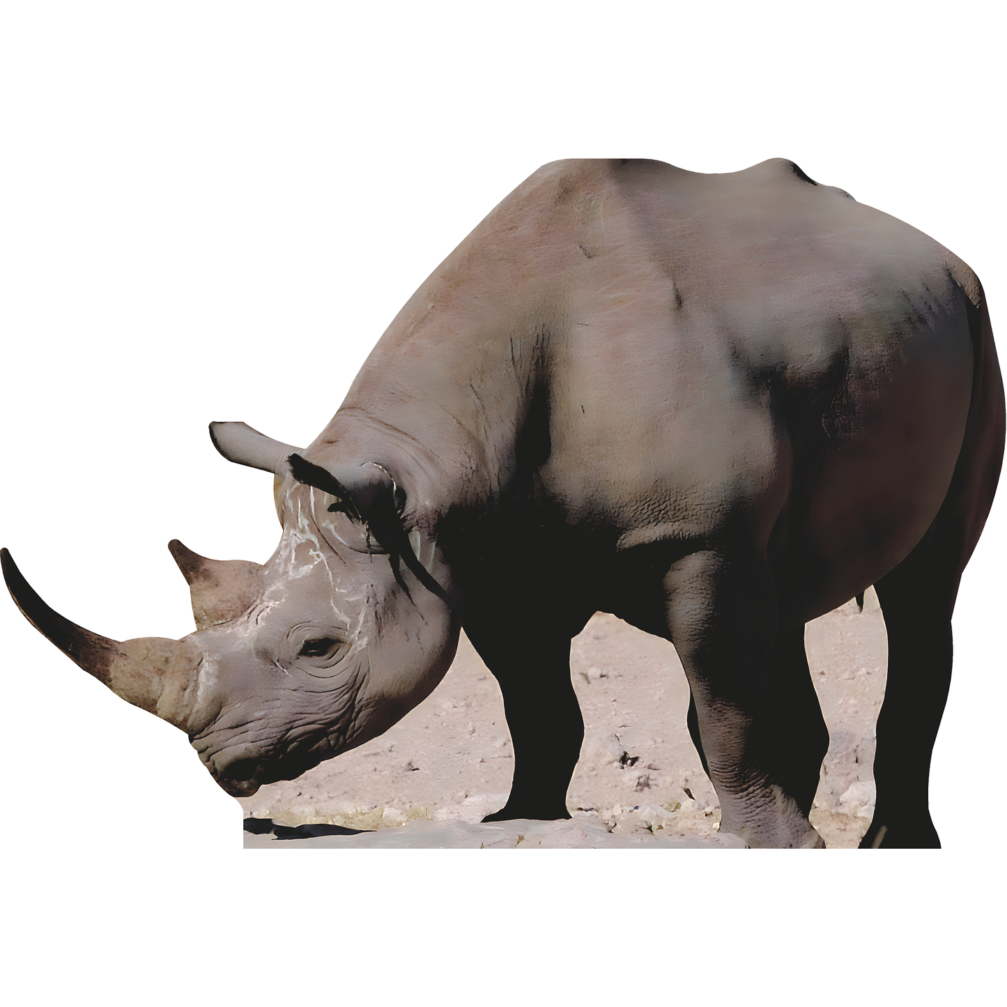 Rhino Rhinoceros Cardboard Cutout
