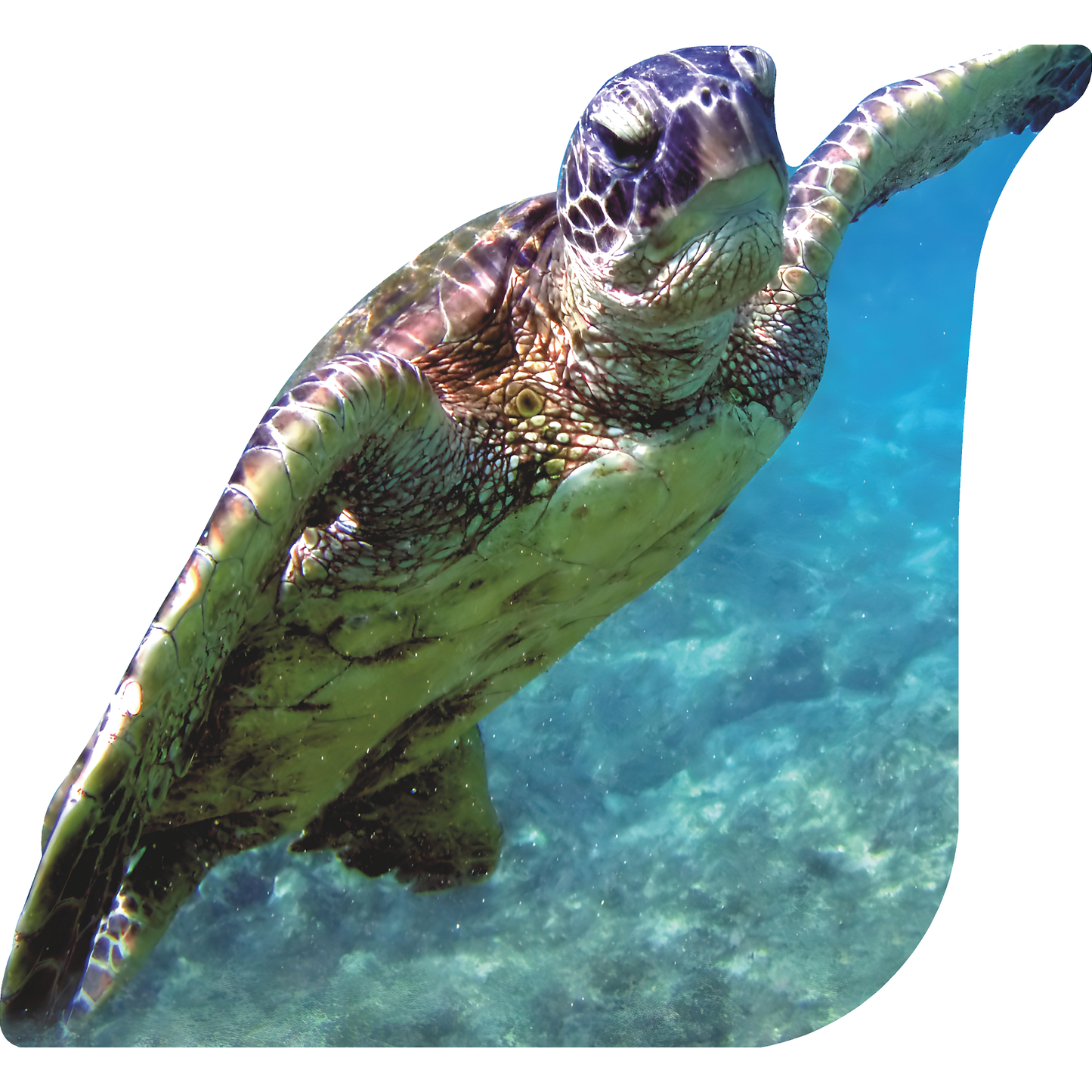 Green Turtle Kona Ocean Hawaii Cardboard Cutout