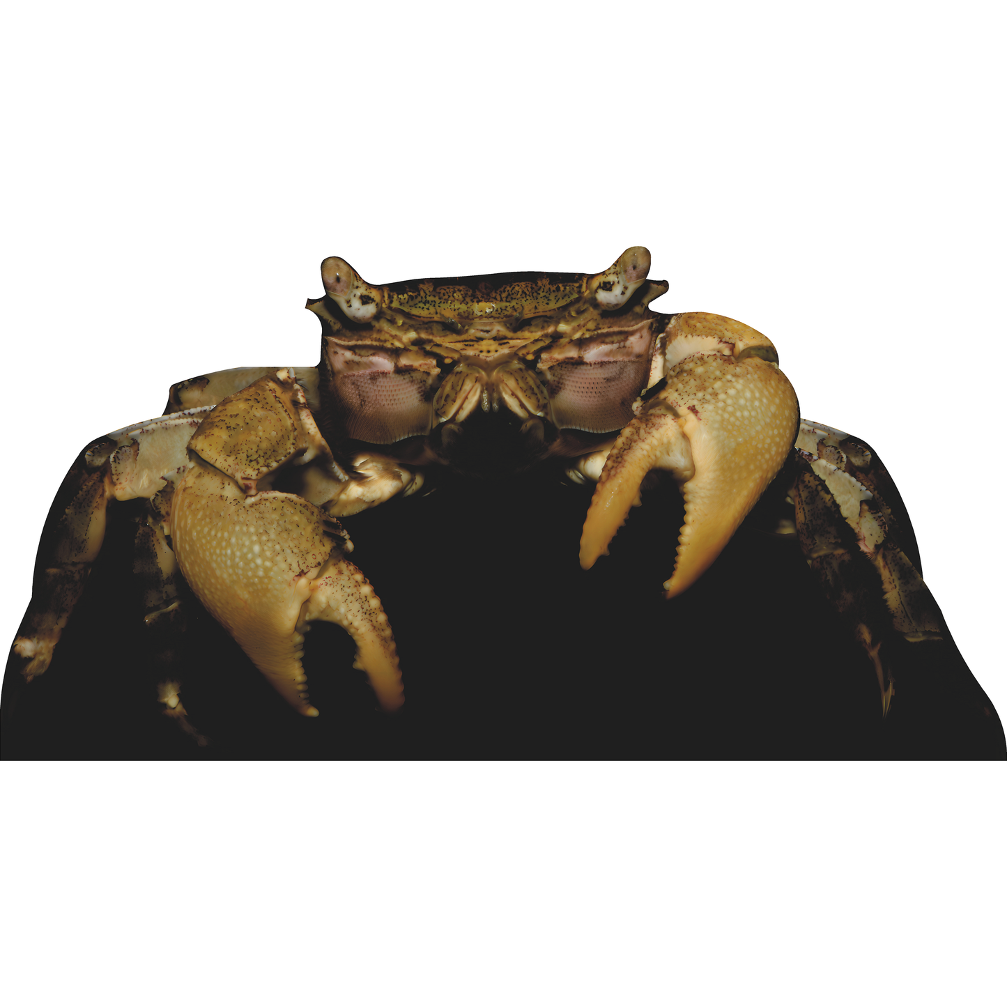 Angry Crab Cardboard Cutout Standee Standup