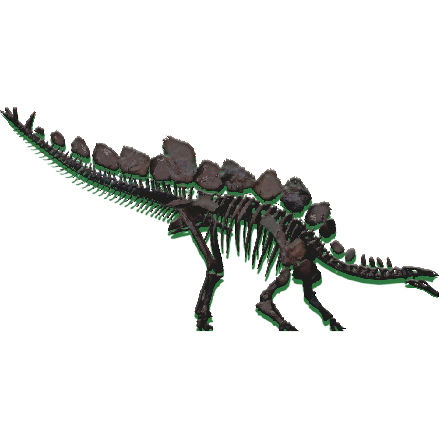 Stegosaurus Skeleton Dinosaur Cardboard Cutout