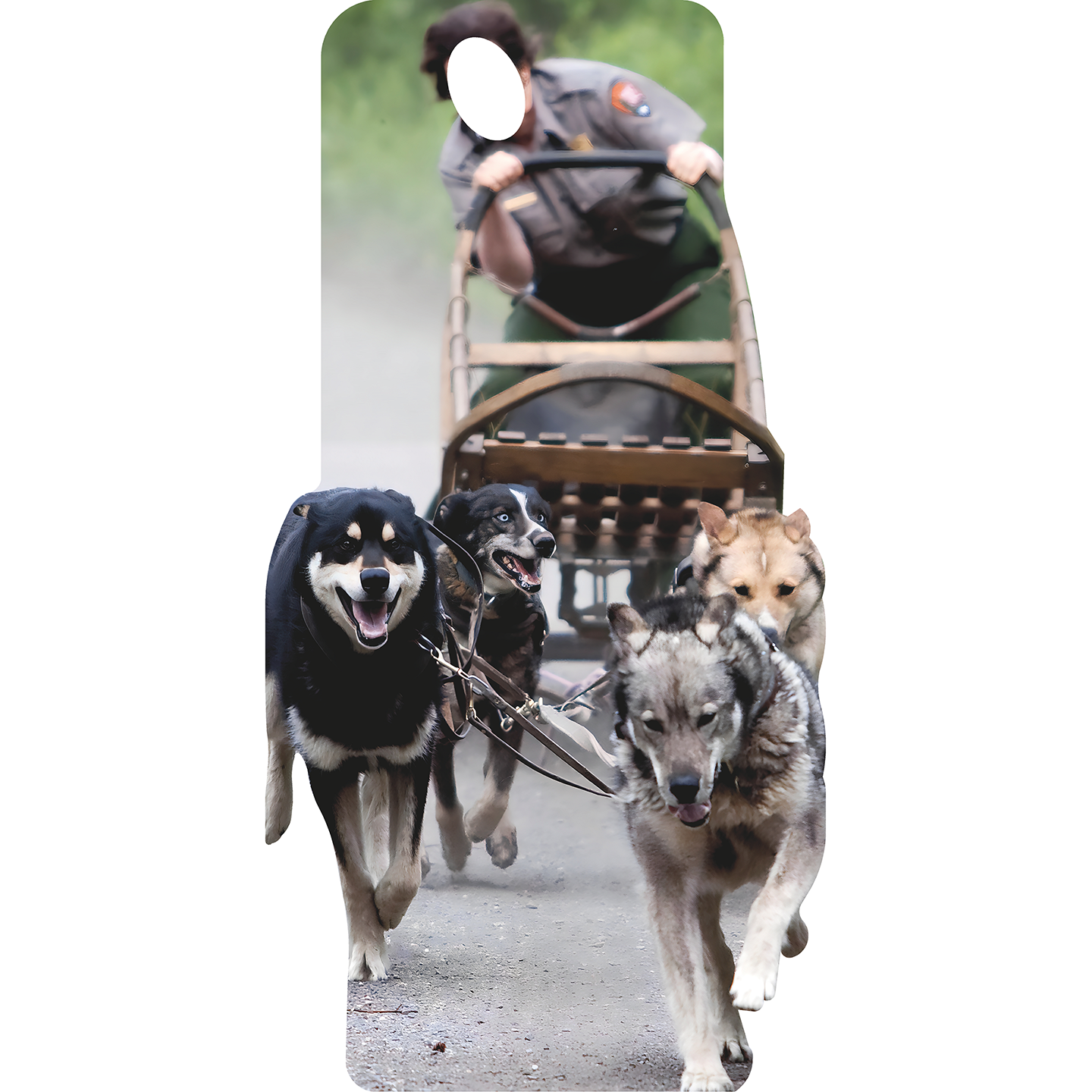 Dog Sled Rider Race Snow Dogs Desert Dogs Sleigh Stand In