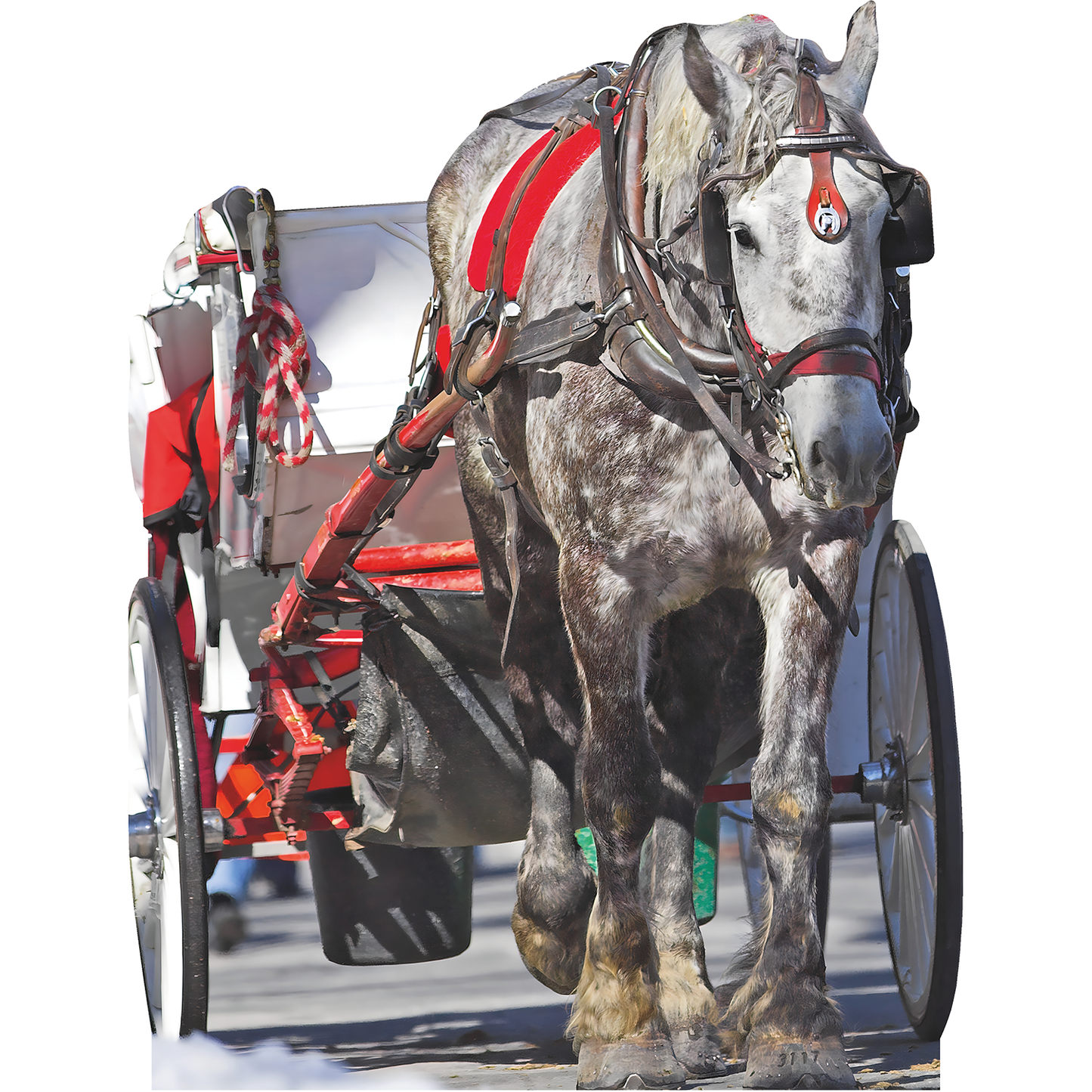 White Horse Drawn Carriage Stand In Cardboard Cutout