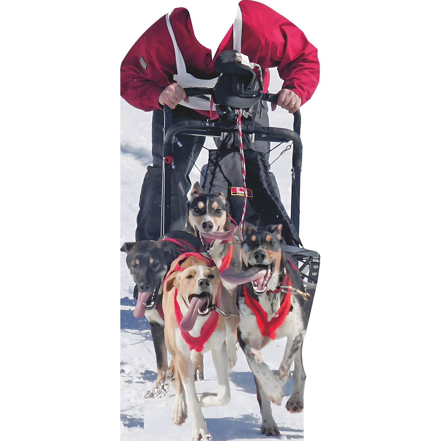 Dog Snow Sled Rider Racer Winter Racing Stand In Cardboard Cutout
