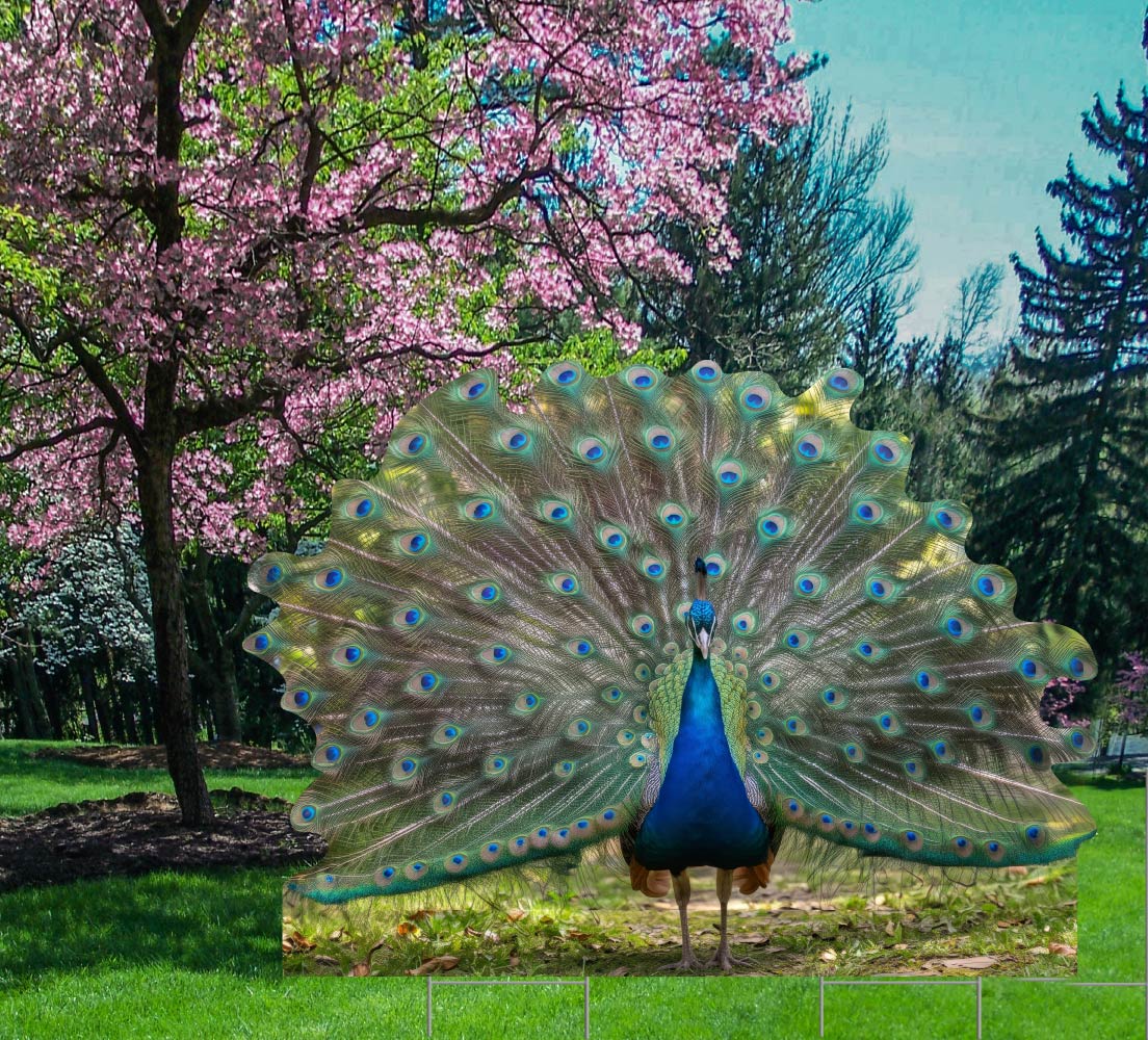 YSH4024 Peacock Yard Sign Decoration Cutout