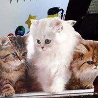 Fur Babies Forever
