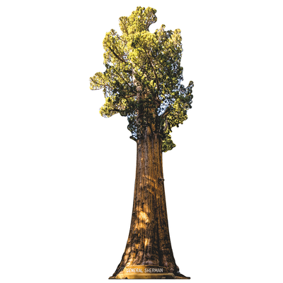 General Sherman Giant Sequoia Tree  Cardboard Cutout