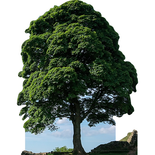 Hadrian's Wall Sycamore Gap Tree Cardboard Cutout