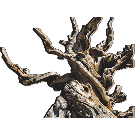 Methuselah World's Oldest Tree Great Basin Bristlecone Pine Cardboard Cutout