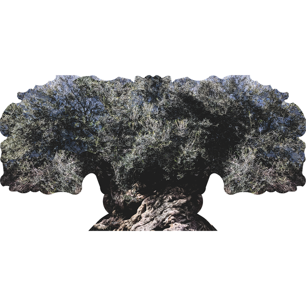 Ancient Olive Tree of Vouves Crete Cardboard Cutout