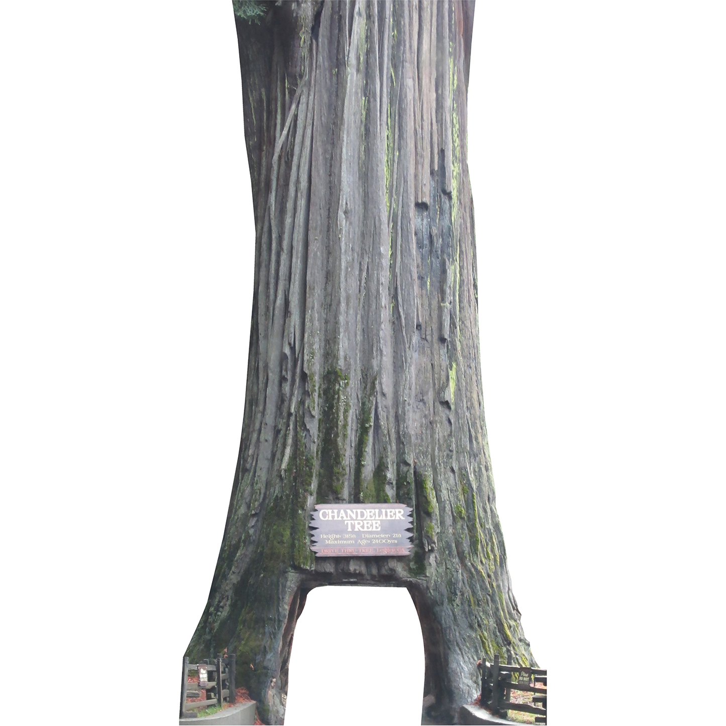 Chandelier Tree Coast Redwood Leggett California Cardboard Cutout