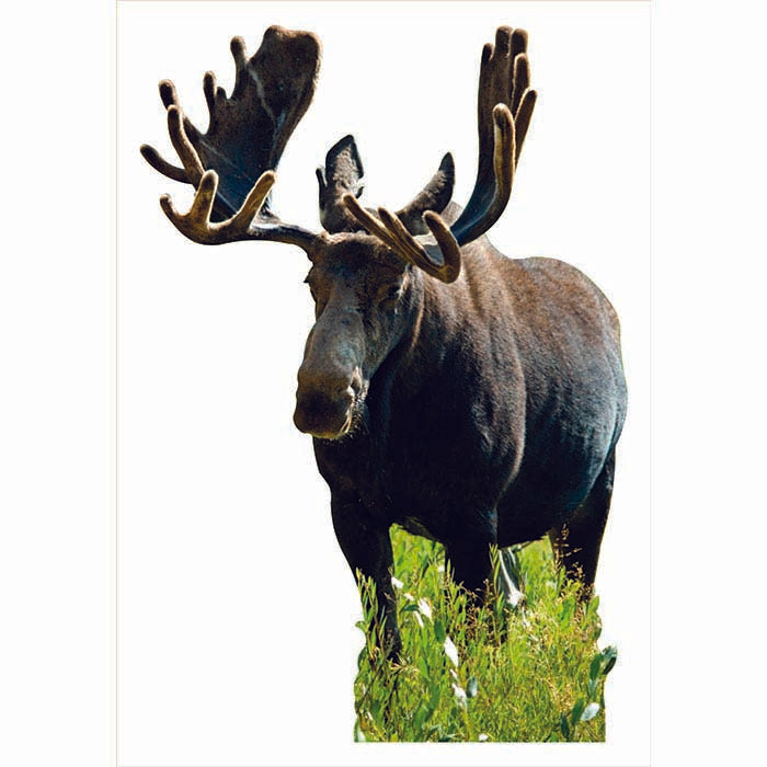 Canadian Moose Cardboard Cutout