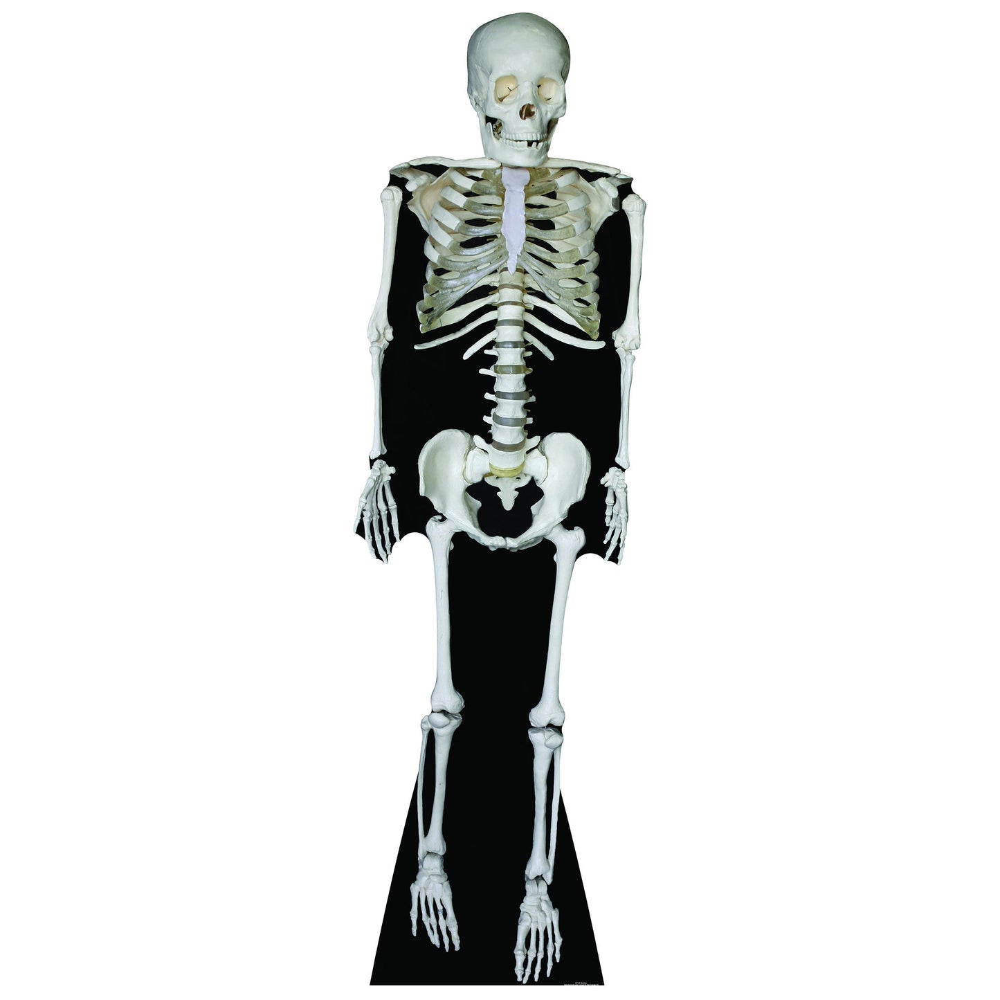 Skeleton Cardboard Cutout