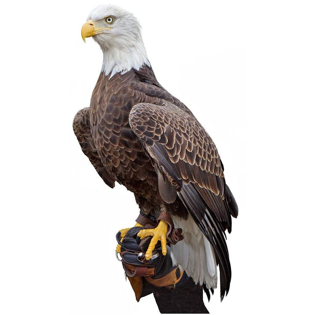 American Bald Eagle Cardboard Cutout