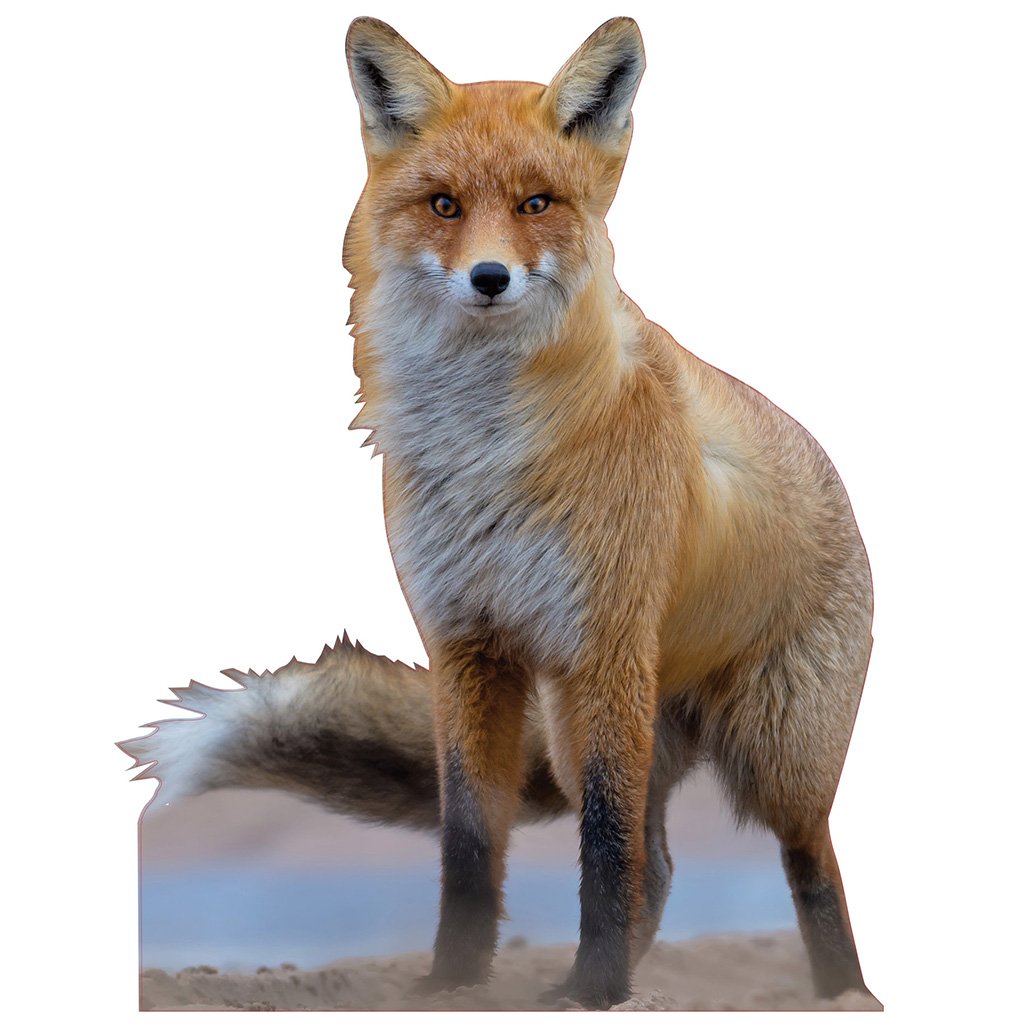 Red Fox Cardboard Cutout