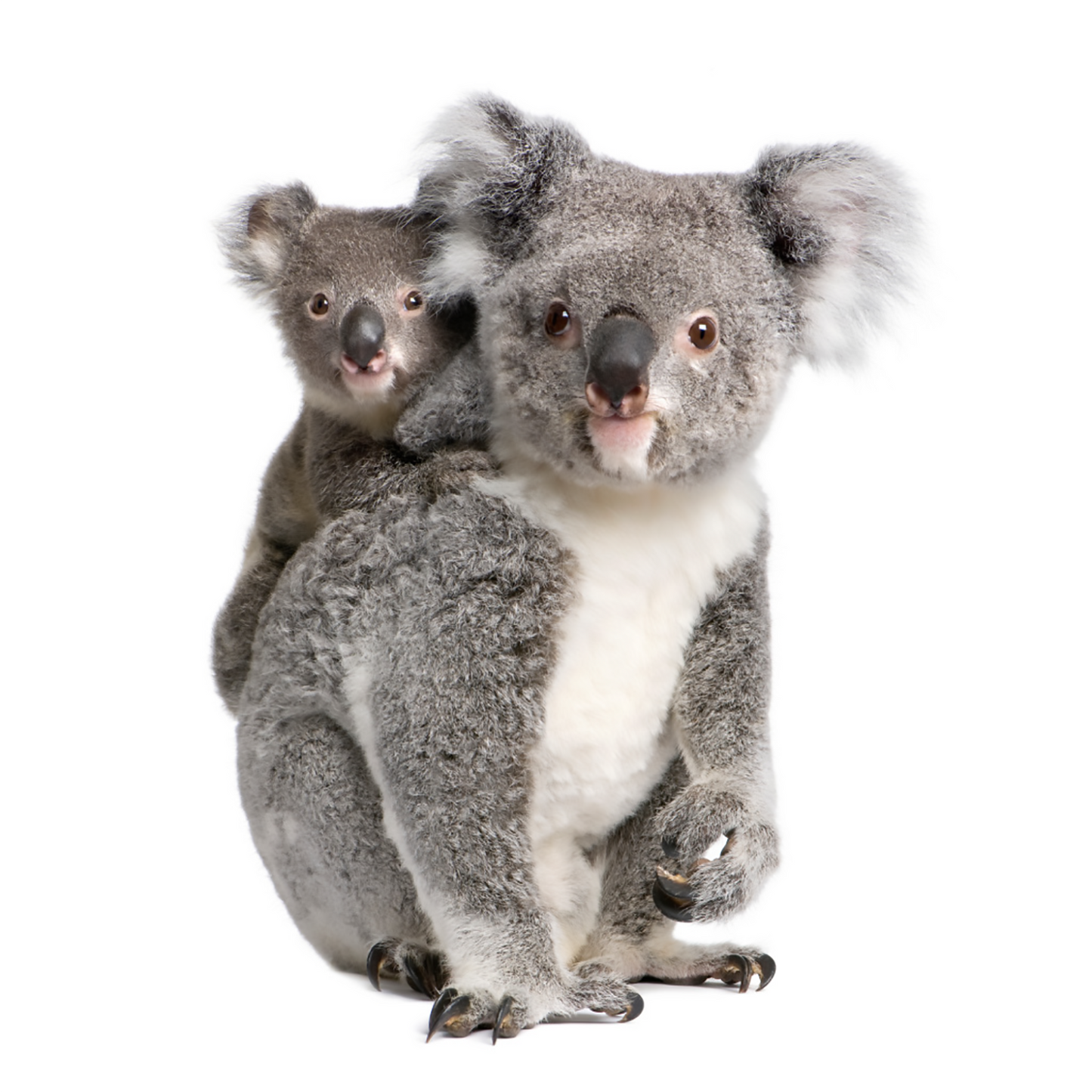 Koala Bears Cardboard Cutout