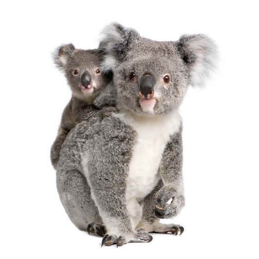 Koala Bears Cardboard Cutout