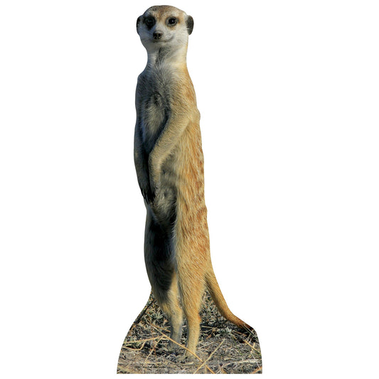 Meerkat Cardboard Cutout