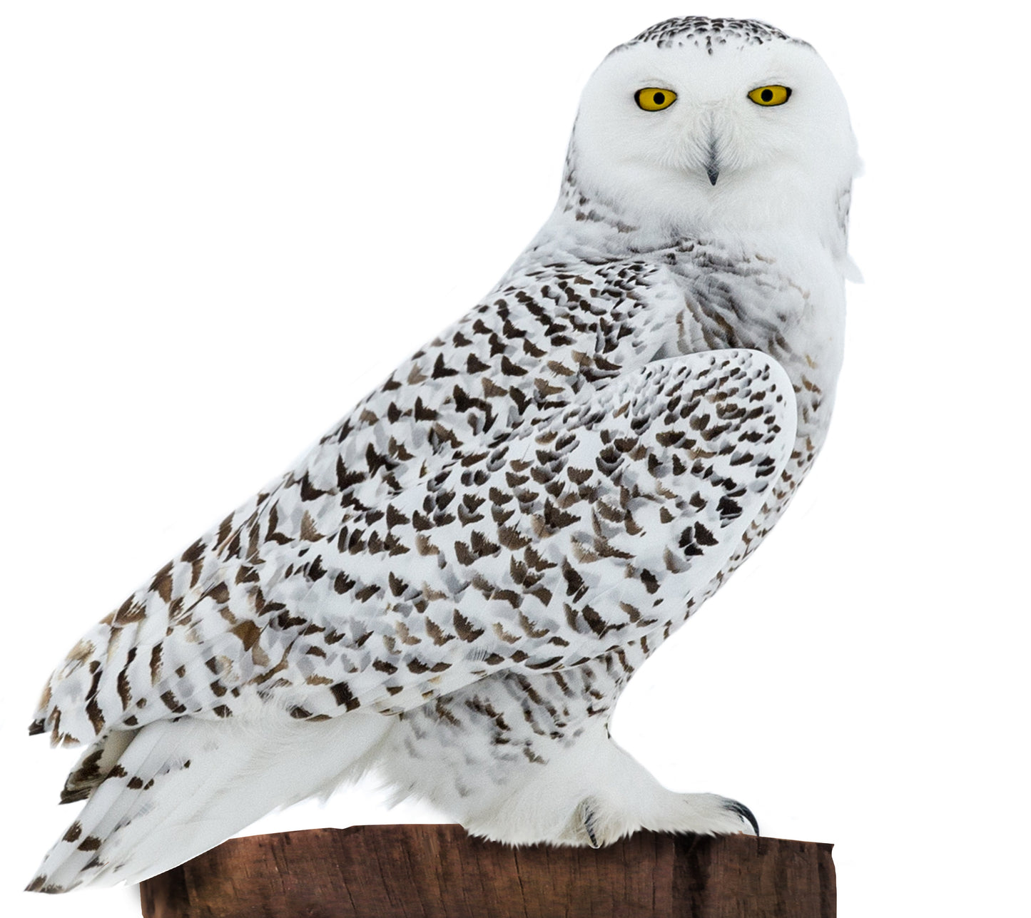 Snowy Owl Cardboard Cutout