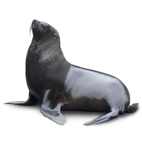 Black Seal Cardboard Cutout
